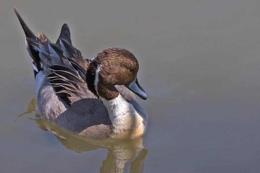 Northern Pintails. Photo by Alan Wilson.