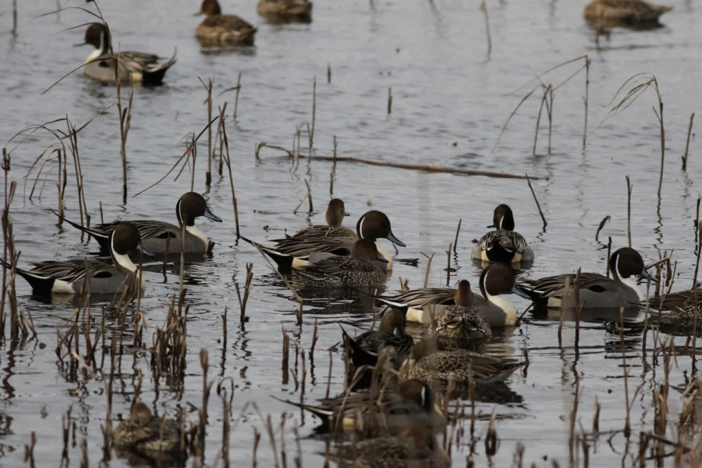 Northern Pintails. Photo by Mike Parr.