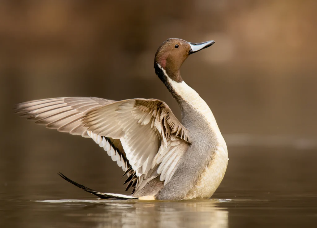 Northern Pintail. Photo by Nick Vance, Shutterstock.