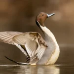Northern Pintail. Photo by Nick Vance, Shutterstock.