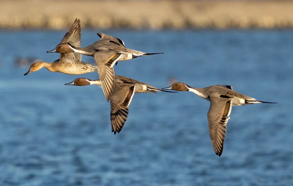 Northern Pintails in flight. Photo by DC Wildlife Photography, Shutterstock.