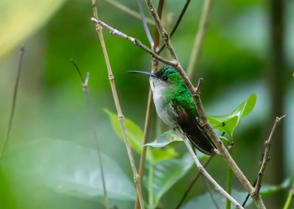 Blue-capped Hummingbird. Photo by E. Fátima Santana Pérez.