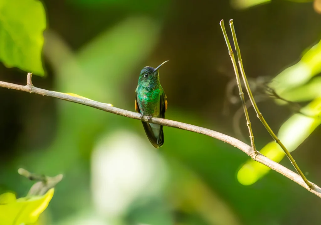 Blue-capped Hummingbird. Photo by E. Fátima Santana Pérez.