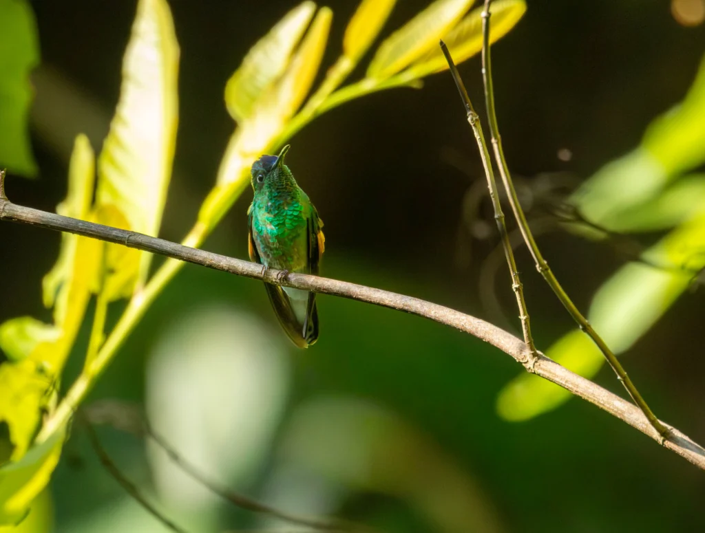 Blue-capped Hummingbird. Photo by E. Fátima Santana Pérez.