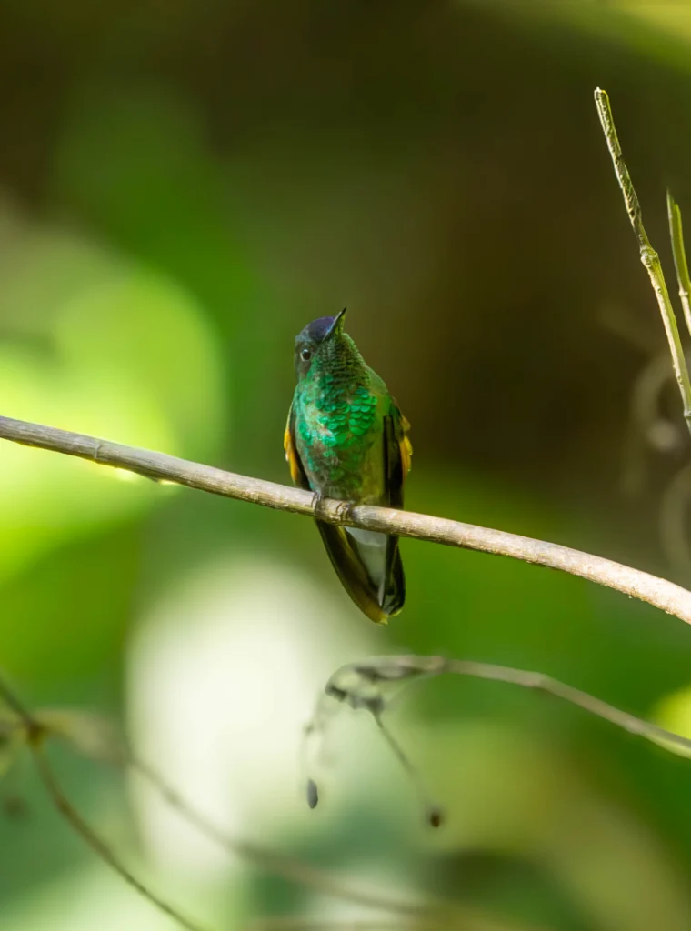 Blue-capped Hummingbird. Photo by E. Fátima Santana Pérez.