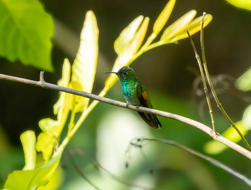 Blue-capped Hummingbird. Photo by E. Fátima Santana Pérez.