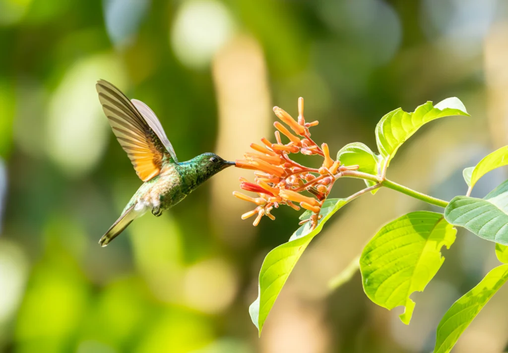 Blue-capped Hummingbird. Photo by E. Fátima Santana Pérez.