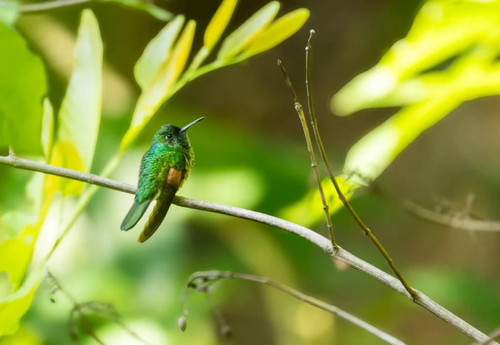 Blue-capped Hummingbird. Photo by E. Fátima Santana Pérez.