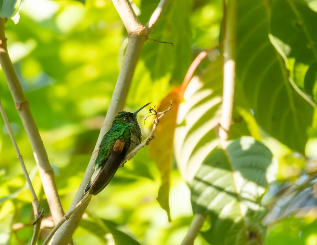 Blue-capped Hummingbird. Photo by E. Fátima Santana Pérez.