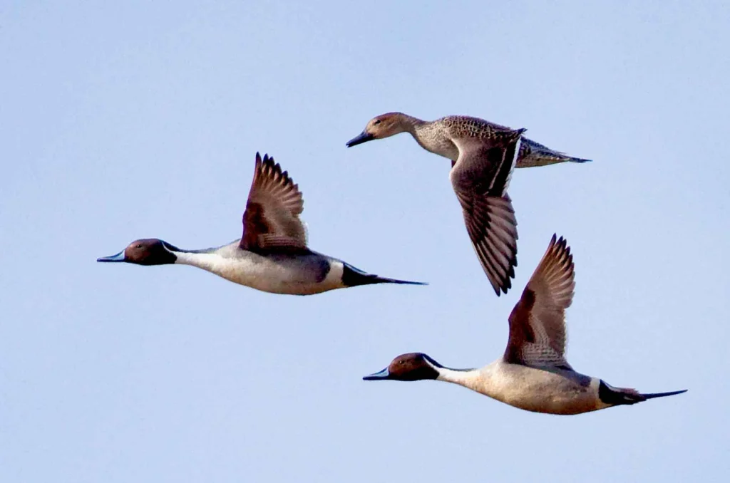 Northern Pintails in flight. Photo by Dave Palme.