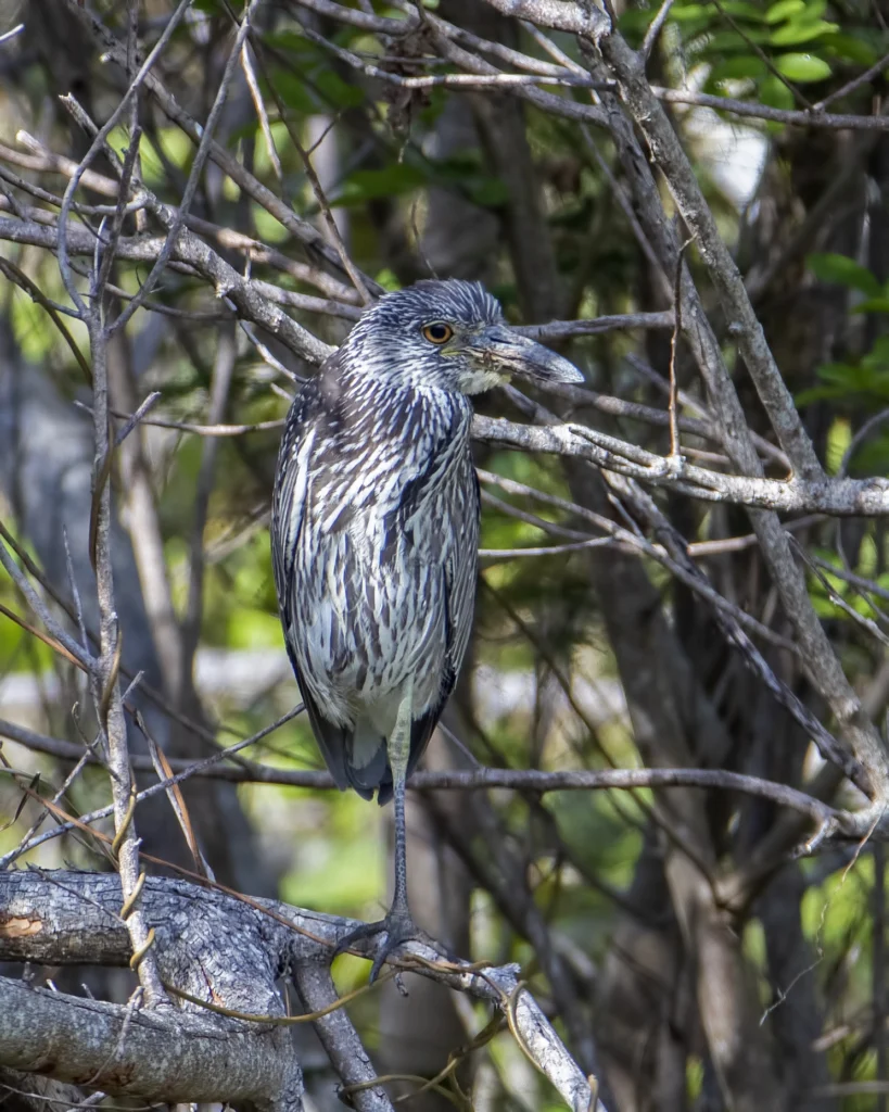 Immature Yellow-crowned Night Heron. Photo by Larry Master, masterimages.org.