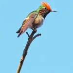 Short-crested Coquette male. Photo by Greg Homel, Natural Elements Productions.