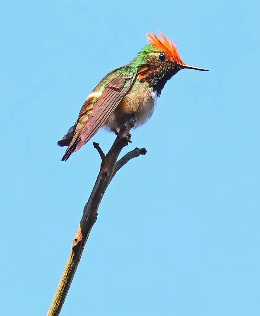 Short-crested Coquette male. Photo by Greg Homel, Natural Elements Productions.