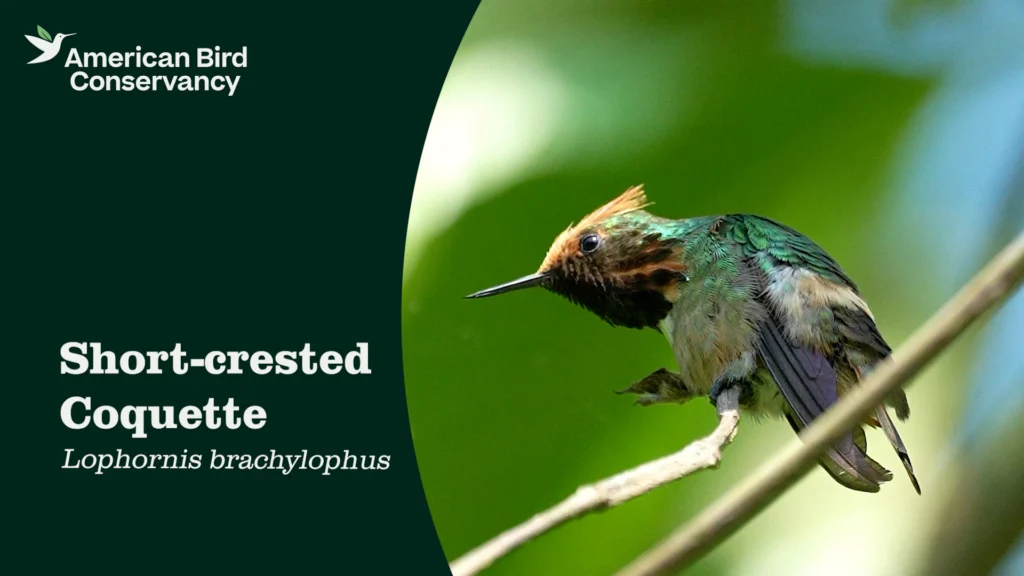Short-crested Coquette video thumbnail.
