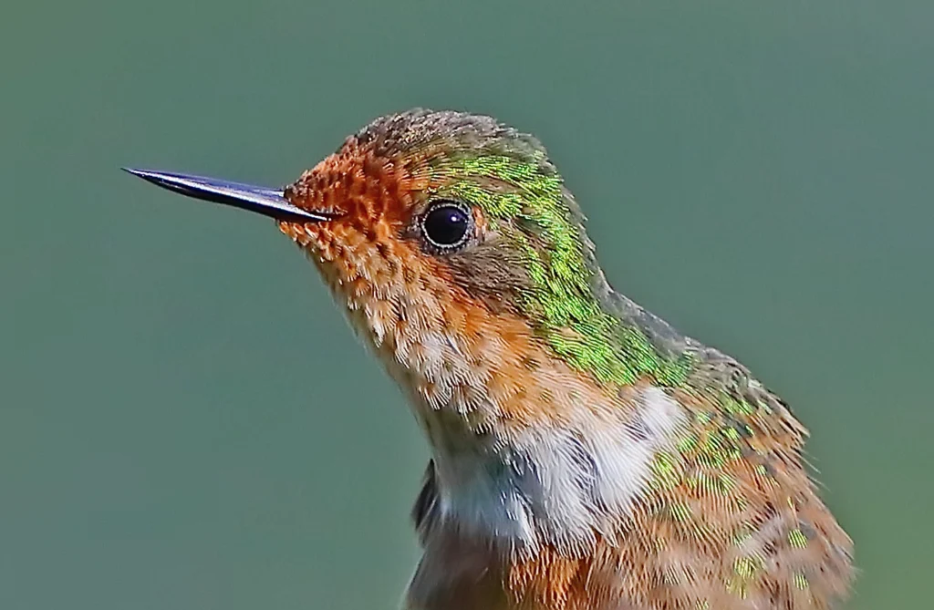 Short-crested Coquette female. Photo by Greg Homel, Natural Elements Productions.