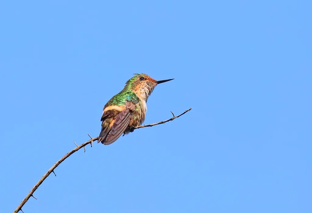Short-crested Coquette female. Photo by Greg Homel, Natural Elements Productions.
