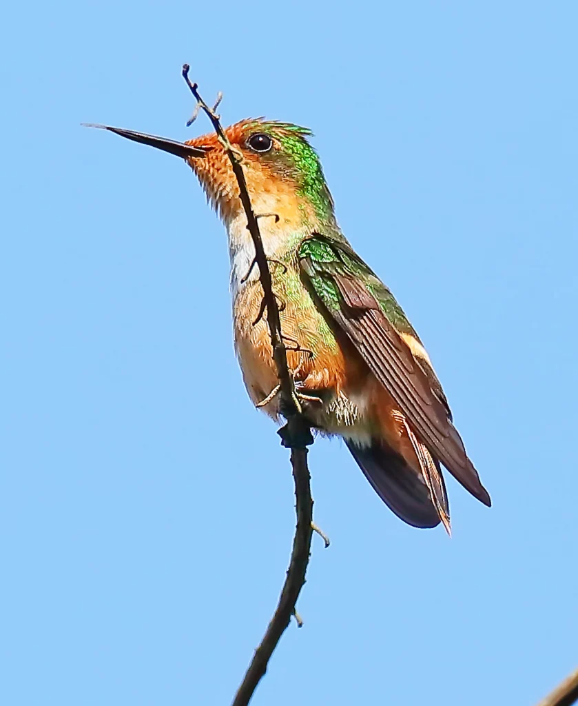 Short-crested Coquette female. Photo by Greg Homel, Natural Elements Productions.