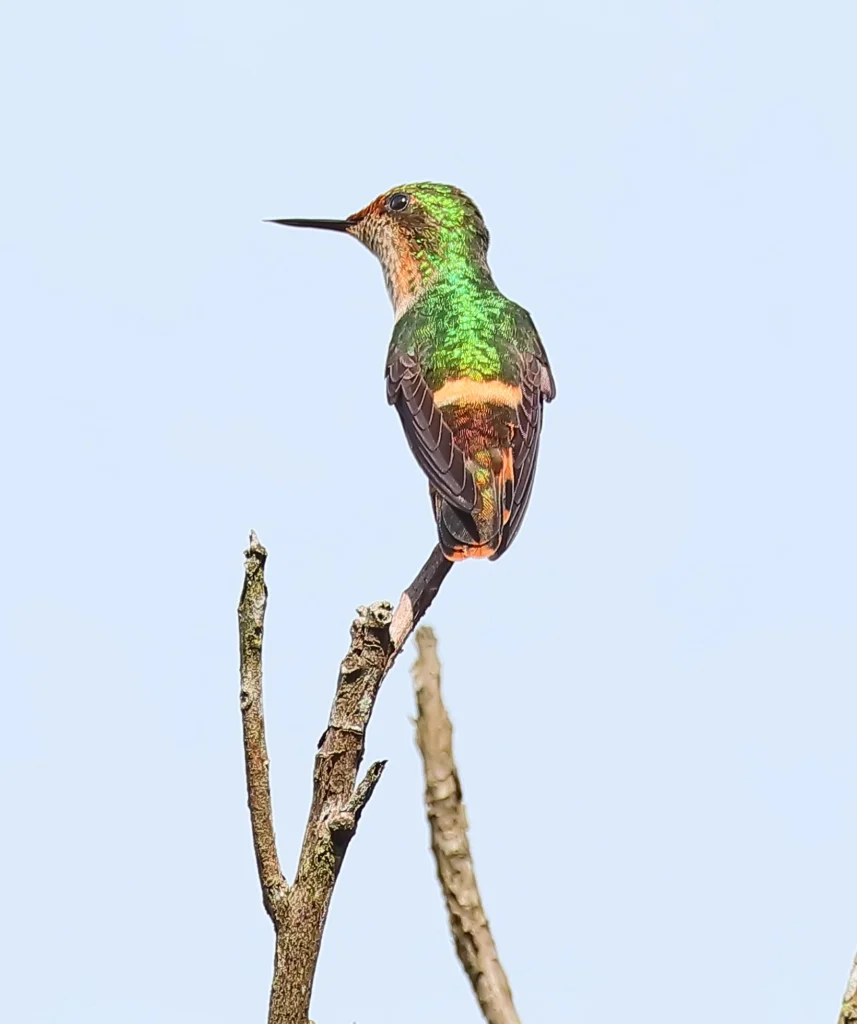 Short-crested Coquette female. Photo by Greg Homel, Natural Elements Productions.