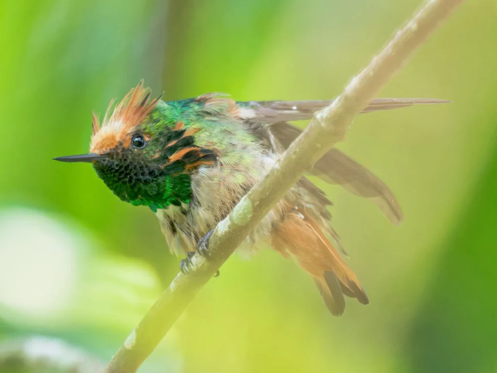 Short-crested Coquette male. Photo by Anthony Lujan.