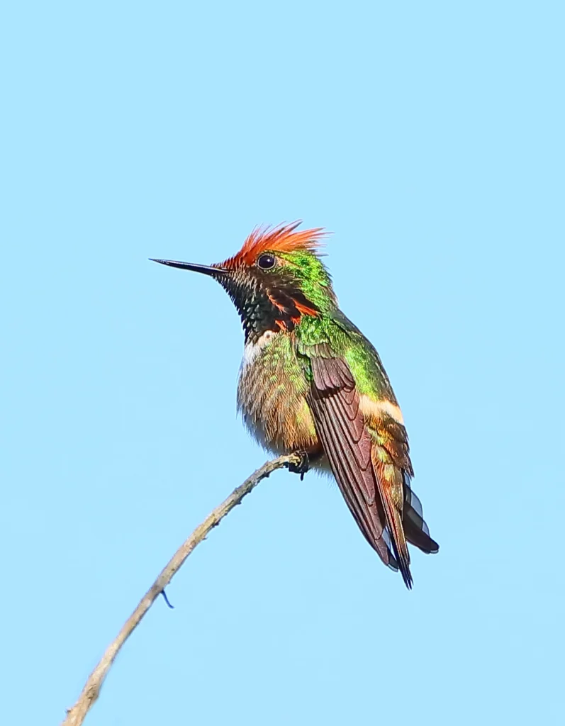 Short-crested Coquette male. Photo by Greg Homel, Natural Elements Productions.