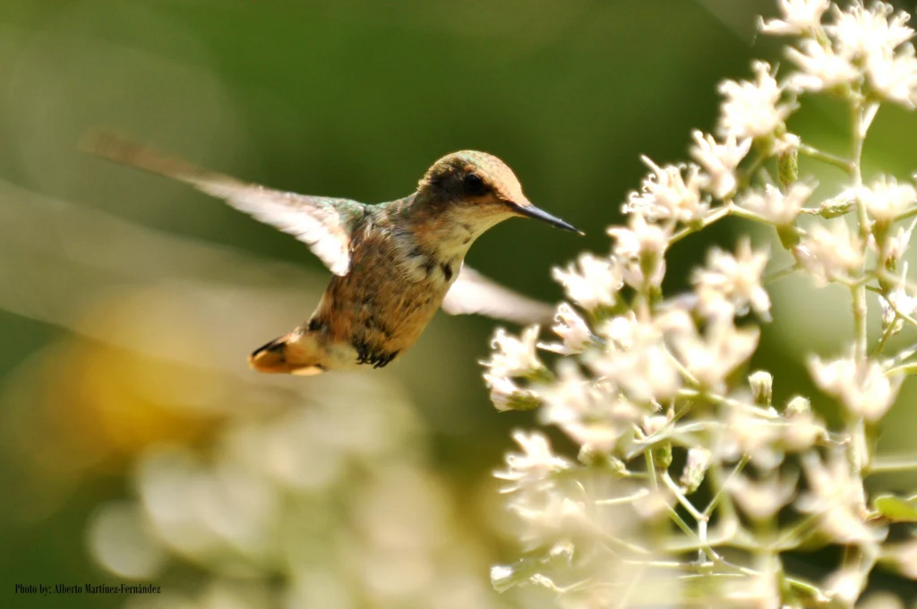 Short-crested Coquette. Photo by Alberto Martínez-Fernández.