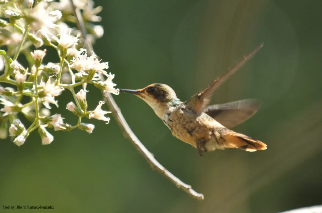 Short-crested Coquette. Photo by Alberto Martínez-Fernández.