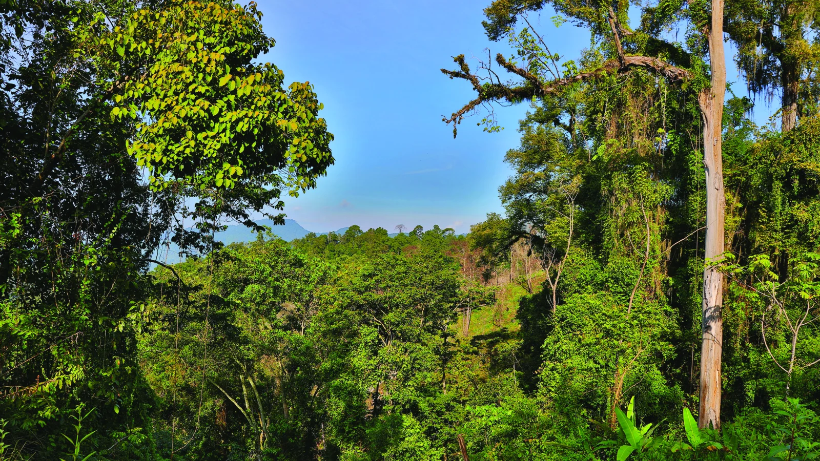 Short-crested Coquette habitat, Guerreo, Mexico. Photo by Greg Homel, Natural Elements Productions.