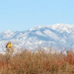 A Western Meadowlark perches on scrub with a view of mountains behind it. Photo by Jacob Spendelow.