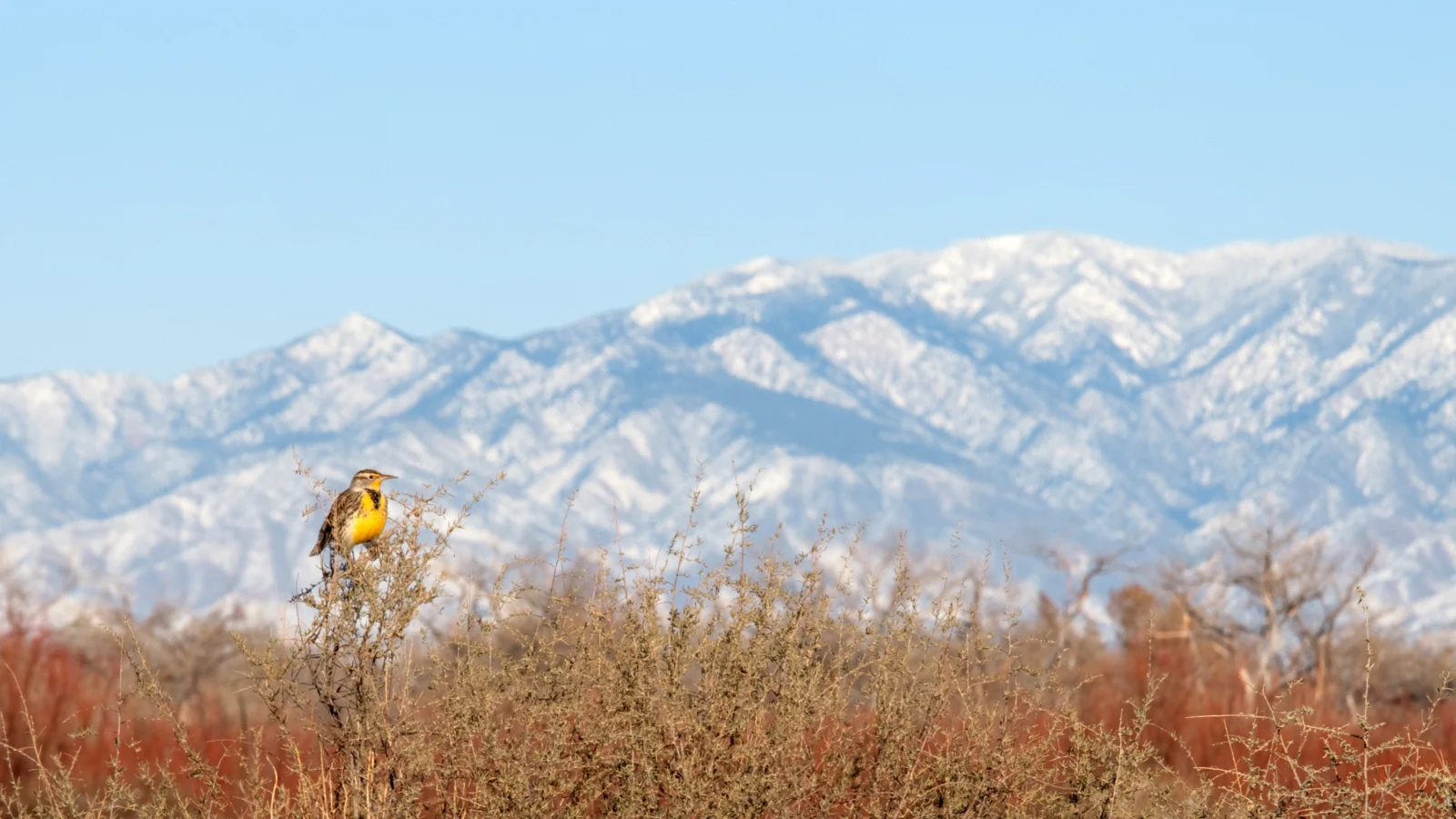 A Western Meadowlark perches on scrub with a view of mountains behind it. Photo by Jacob Spendelow.