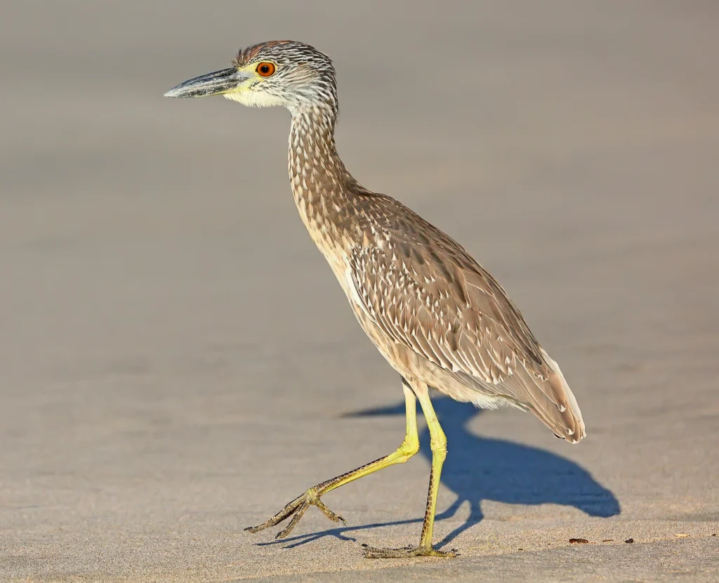 Immature Yellow-crowned Night Heron. Photo by Greg Homel, Natural Elements Productions.