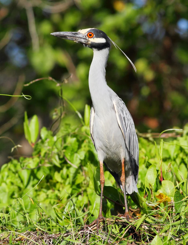 Yellow-crowned Night Heron. Photo by Greg Homel, Natural Elements Productions.