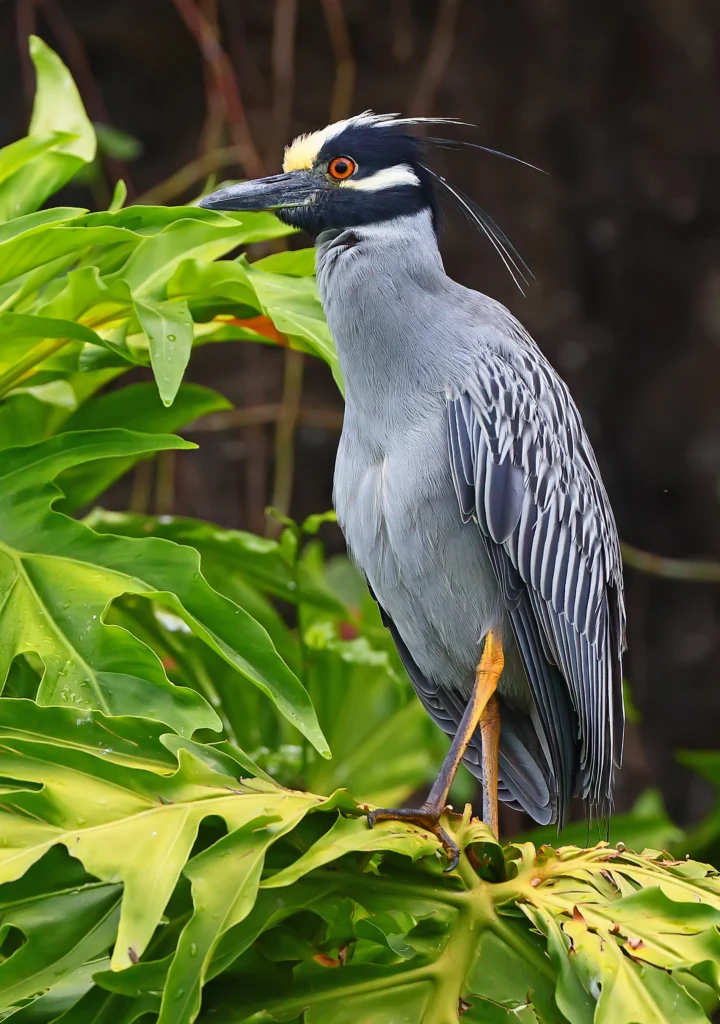 Yellow-crowned Night Heron. Photo by Greg Homel, Natural Elements Productions.