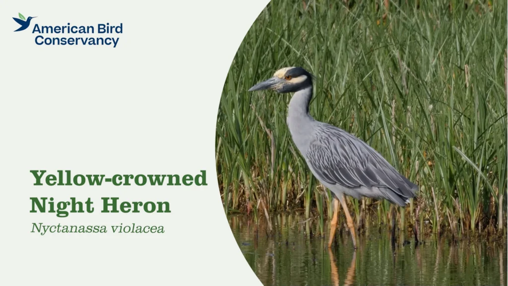 Yellow-crowned Night Heron YouTube thumbnail.