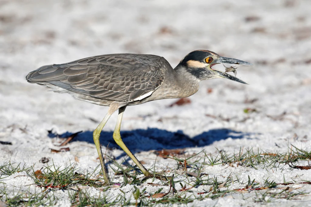 Yellow-crowned Night Heron eating crab. Photo by Brian Lasenby, Shutterstock.