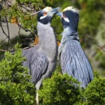 Yellow-crowned Night Heron pair. Photo by Brian E Kushner, Shutterstock.