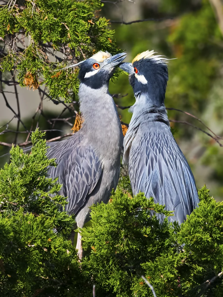 Yellow-crowned Night Heron pair. Photo by Brian E Kushner, Shutterstock.