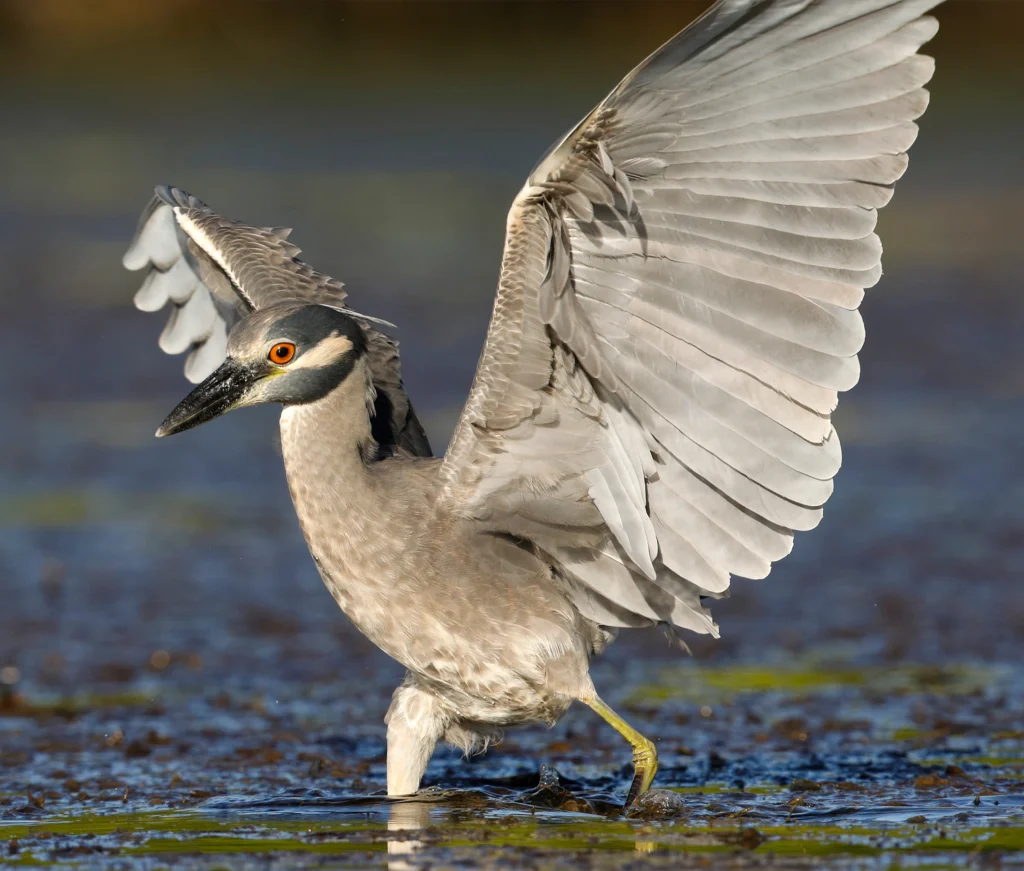 Yellow-crowned Night Heron with wings up. Photo by Brian Lasenby, Shutterstock.