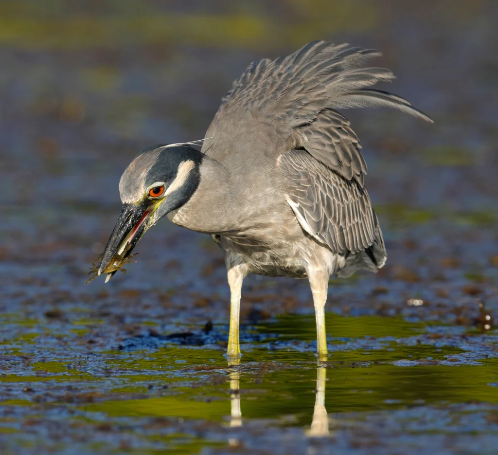 Yellow-crowned Night Heron eating crab. Photo by Brian Lasenby, Shutterstock.