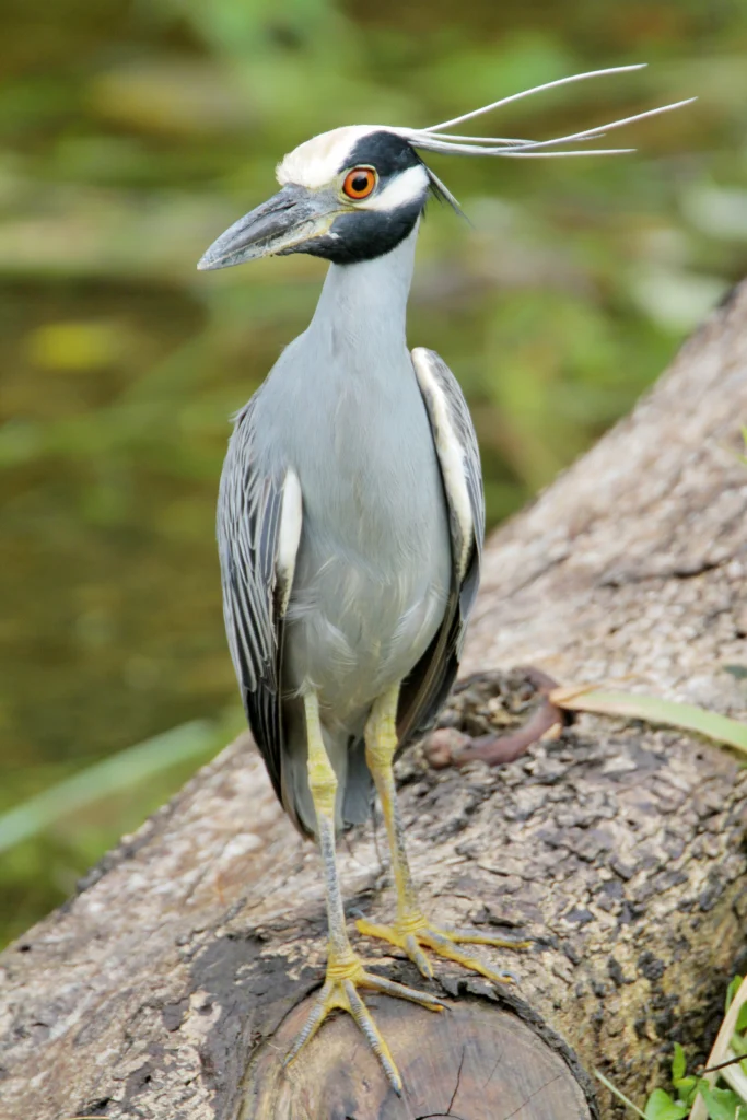 Yellow-crowned Night Heron. Photo by Greg Lavaty, www.texastargetbirds.com.