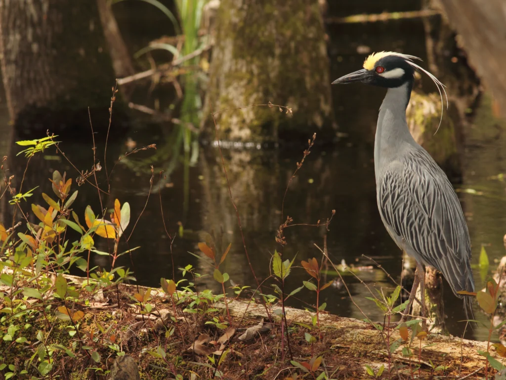 Yellow-crowned Night Heron. Photo by Jamie Harrelson.