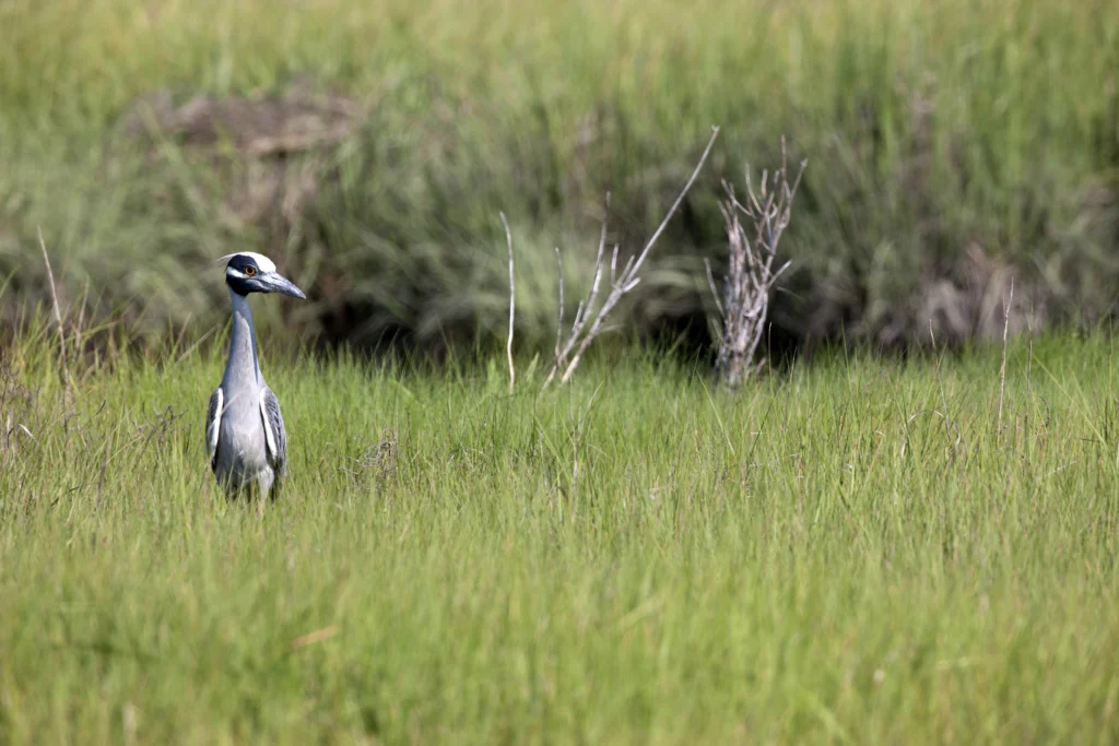 Yellow-crowned Night-Heron (Nyctanassa violacea violacea), in breeding plumage standing in salt marsh grass. Photo by ©Michael Stubblefield.