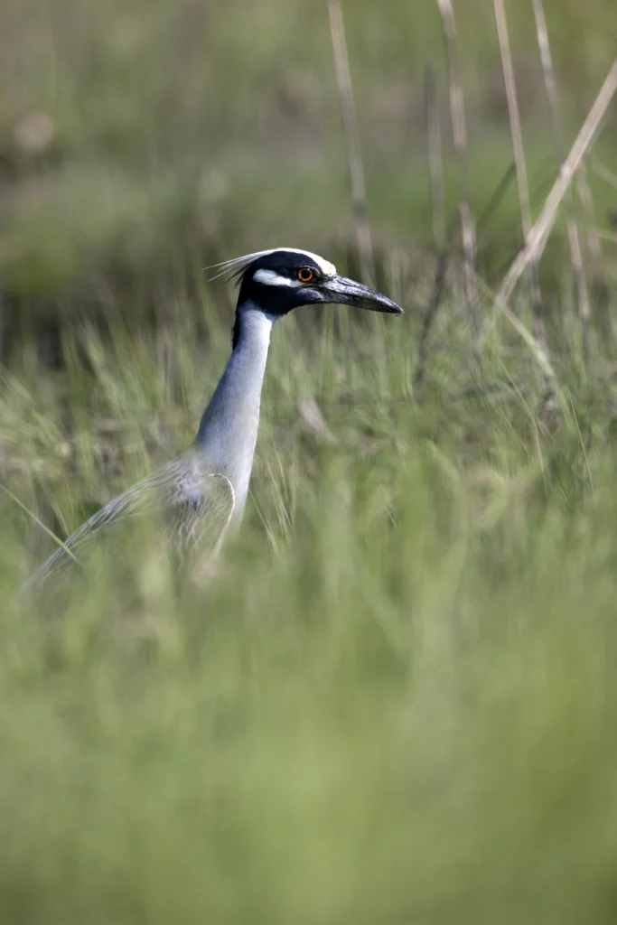 Yellow-crowned Night-Heron (Nyctanassa violacea violacea), in breeding plumage searching for Mud Fiddler Crab (Uca pugnax) in salt marsh grass. Photo by ©Michael Stubblefield.