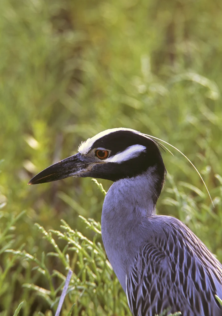 Yellow-crowned Night Heron. Photo by Ralph Wright.