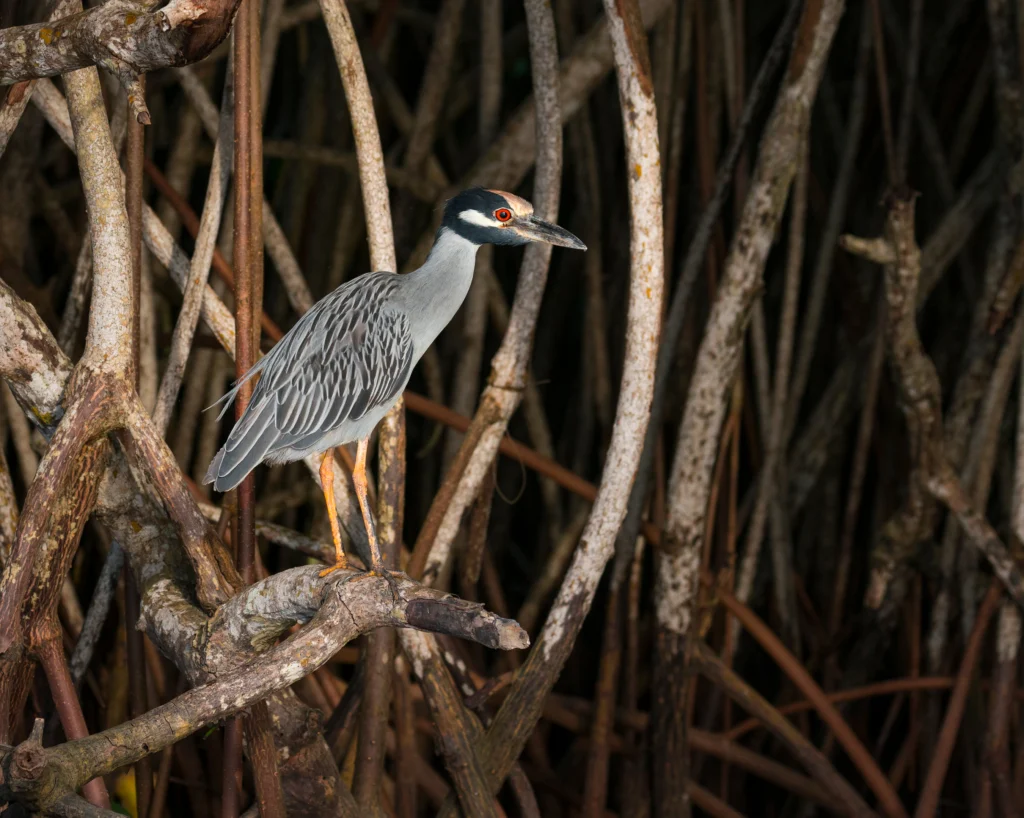 Yellow-crowned Night Heron. Photo by Juan Carlos Munoz, Shutterstock.