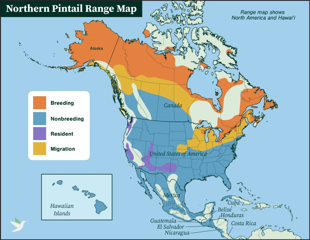 Northern Pintail range map.