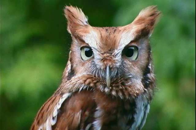 Eastern Screech Owl. Photo by Larry Master, masterimages.org.