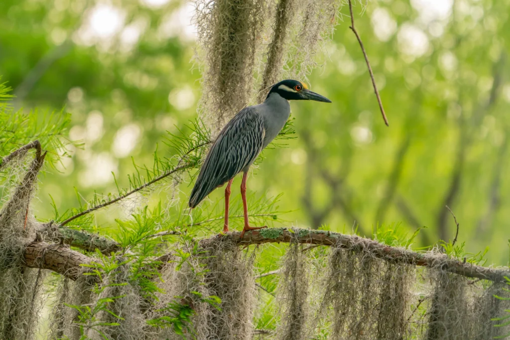 Yellow-crowned Night-Heron. Photo by Danita Delimont, Shutterstock.