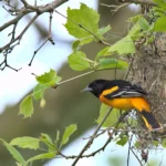 A male Baltimore Oriole perches outside of a nest. The oriole's nest is a hanging structure made of grasses and fibers woven together. American Bird Conservancy's Together for Birds seed grants are inspired by the theme of 