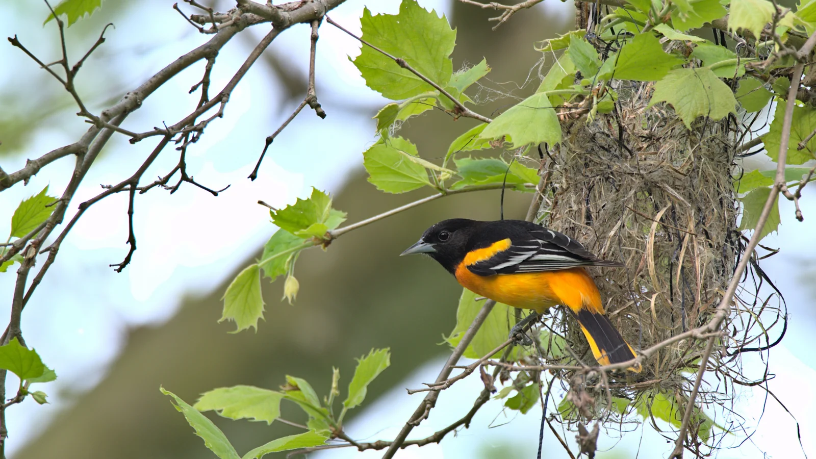 A male Baltimore Oriole perches outside of a nest. The oriole's nest is a hanging structure made of grasses and fibers woven together. American Bird Conservancy's Together for Birds seed grants are inspired by the theme of 