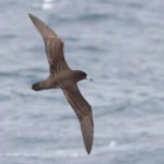 The Black Petrel (Tāiko) migrates between New Zealand and Ecuador. American Bird Conservancy scientists traveled to New Zealand to gain and share valuable information on how to protect these birds across their wide range. Photo by David Larson/Flickr (Creative Commons BY-SA 4.0)